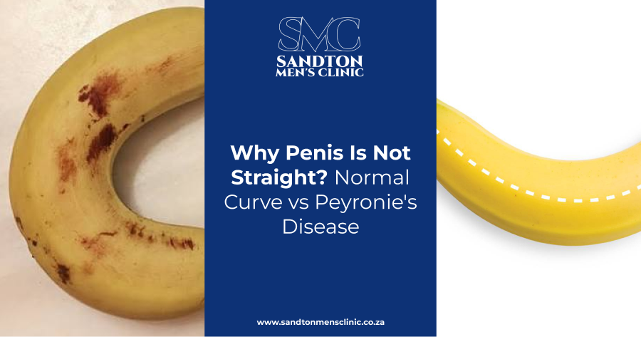 Why Penis Is Not Straight