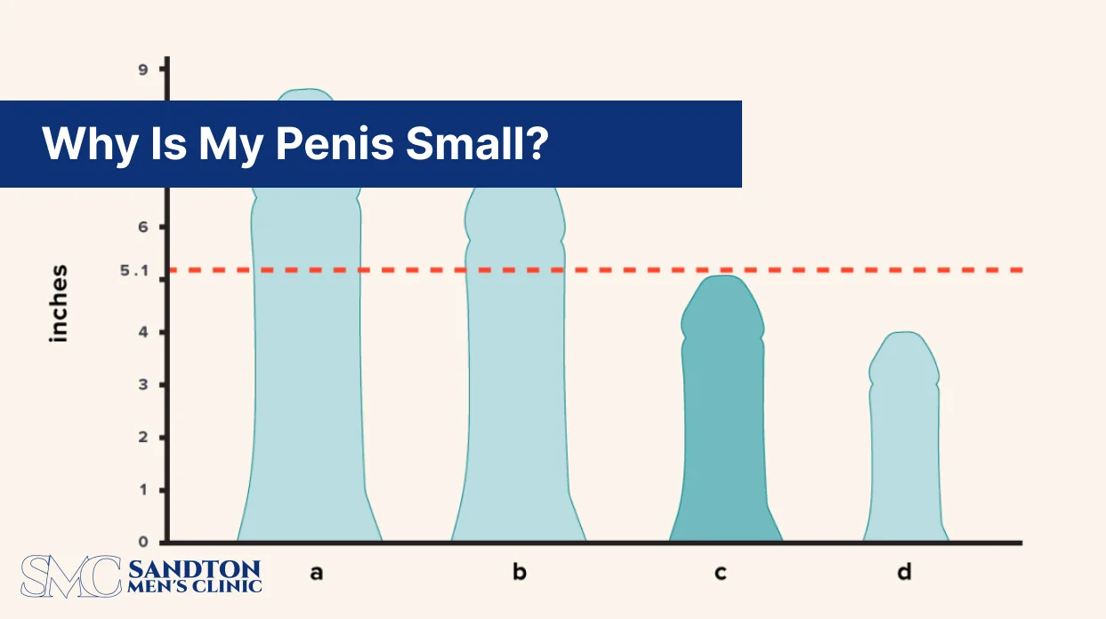 Why Is My Penis Small 1